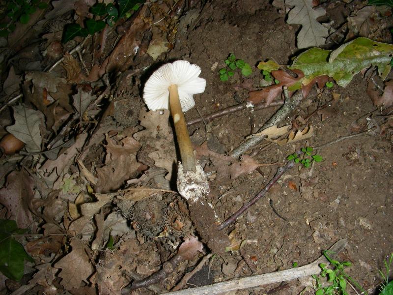 7) Fotografati il 12.06.2012. sotto Quercia ( bosco asciutto